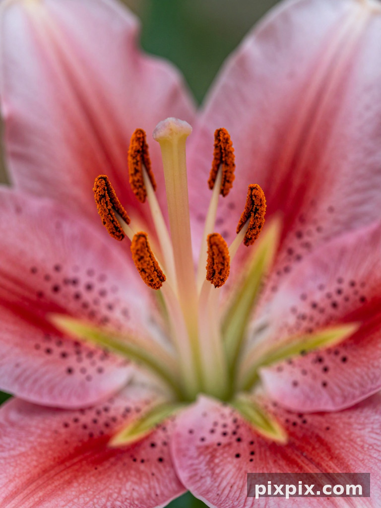 Lily 花蕊和花粉 - 微距