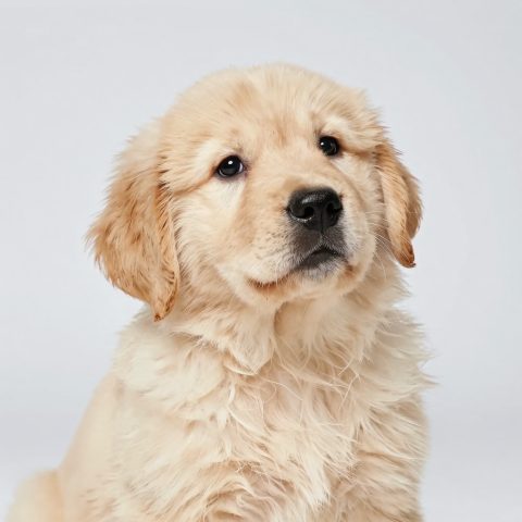 金色 retriever 幼犬的室内肖像照