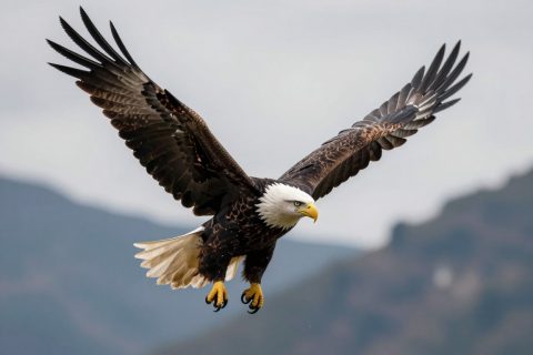 正在飞行的 bald eagle