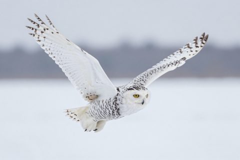 雪鸮飞行中