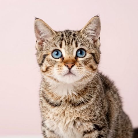 Retrato de Gatinho em Estúdio
