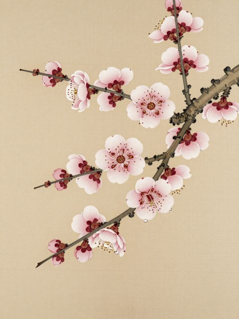 四君子梅花枝