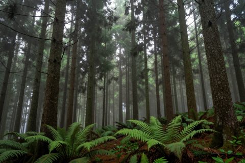雾霭松林晨曦