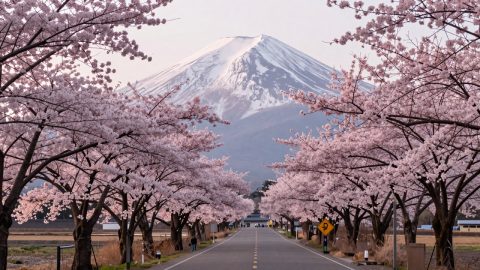 樱花大道与山景
