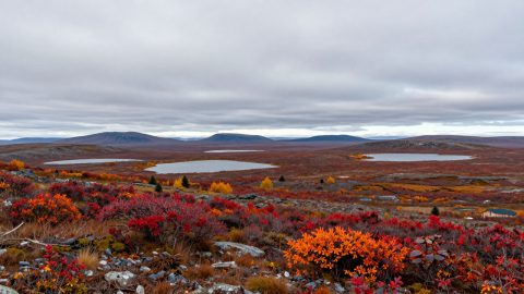 北极苔原秋景
