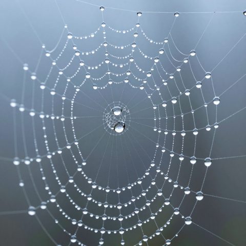 露珠在蛛网上