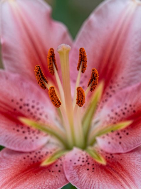 Lily 花蕊和花粉