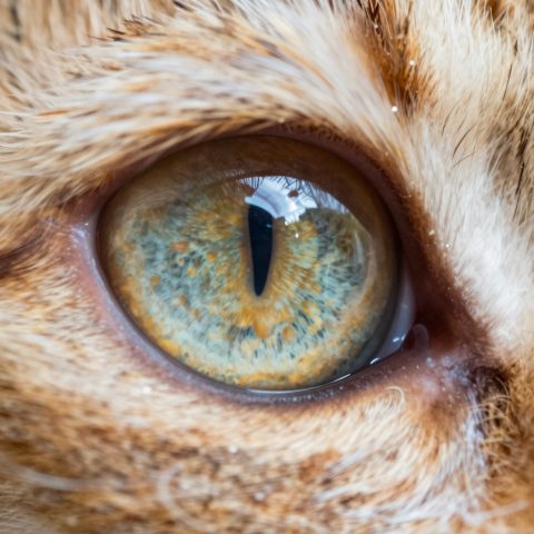 猫眼裂孔瞳孔微距