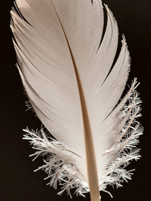鸟类羽毛羽枝细节