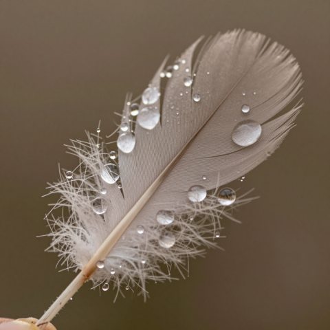 羽毛上的露珠